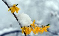 [포토]봄날의 겨울, 눈꽃 뒤집어쓴 개나리 