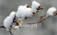 [포토]눈 뒤집어쓴 벚꽃