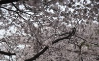 [포토]아름다운 벚꽃길을 그대와 