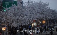 올 봄, 벚꽃 작년에 비해 5일 늦게 핀다..서울 윤중로는 4월15일 절정