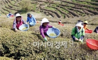 [포토]보성 햇 녹차  수확 
