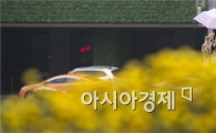 [포토]'노란 봄비'