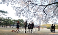 [포토]벚꽃이 다 지기 전에...