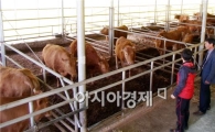 강진군, 고등등록 우량송아지 전문생산단지 조성 !