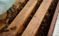서울 도심공원에 꿀벌 2만마리가 나타난다?