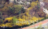 [포토]봄이 물씬 느껴지는 남산, 한 때 비는 내렸지만....