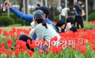 [포토]튤립과 함께 보내는 주말