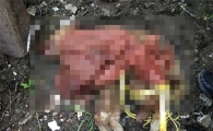 "시끄럽다" 망치로 개 도살한 60대男 2명 입건 