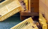 대전시청에 꿀벌 10만여 마리 ‘윙윙’