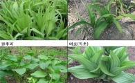 식약처 "봄나물로 착각하기 쉬운 '독초' 주의하세요"