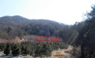 경매로 낙찰받은 토지...나무는 아니라고?