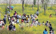 [포토]유채향기속에서 나비날리기 