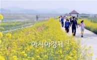 [포토]만개한 유채꽃길을 걸어볼까