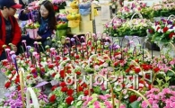 [포토]어떤 카네이션 살까?