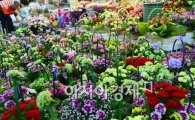 [포토]정리가 한창인 카네이션
