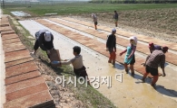 [포토]풍년농사 기약하며 못자리 만드는 농민들  