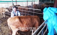 전북 정읍도 구제역 확진…“계란값에 이어 고기값도 폭등하겠네”