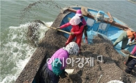 강진군, 꼬막 종패 살포 '눈길'