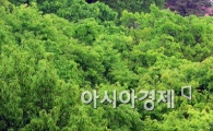 [포토]초록빛 나무 사이로 우산 쓴 시민