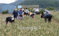 고흥군, 농촌일손돕기 대대적 전개