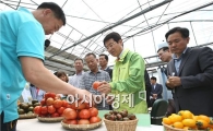 강진군 토마토, 전국시장 석권 코앞 '성공예감'