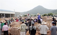 고흥군, 햇마늘 본격수확으로 마늘시장 선점