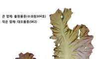 ‘국민 반찬’ 김, 생산성 2배 높은 신품종 개발