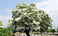천연기념물 '이팝나무 꽃'  장관 