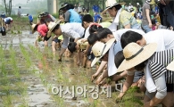 [포토]양재천 전통 모심기