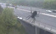 10m 괴물 거미 대소동, "괜히 무서워했어!"