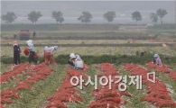  강진군, 올 마늘농사 '풍년' 대박예감