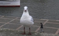 '진격의 갈매기' 사람보다 수십배 큰 갈매기 정체는?