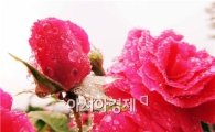 [포토]영롱한 물방울 맺힌 장미 