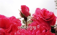 [포토]이슬맺힌 장미의 유혹