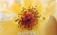 [포토]노란장미 '속살' 보셨나요