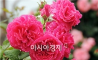 [포토]관광객 유혹하는 영롱한 빨간 장미 