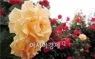 [포토]황홀한 노란장미의 유혹