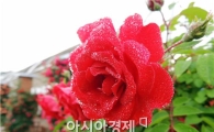[포토]여인의 입술을 연상케하는 5월의 붉은 장미