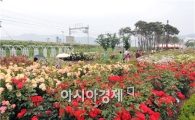 [포토]알록달록 장미 물결 장관