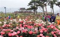 [포토]곡성 장미축제 ~이번주  '절정'  어서오세요