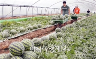 [포토]더위사냥꾼 ‘수박’  수확 한창