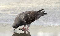 비둘기의 학습법…드디어 밝혀진 도시 불청객 ‘닭둘기’의 지능