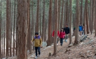 산책하기 좋은 계절, ‘편백나무숲’에 잠겨보자