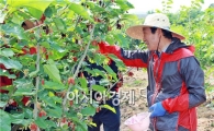 김생기 정읍 시장, 오디수확 ‘구슬땀’
