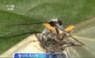 황다리독나방 출몰 "사람에 닿으면 이런 증상이…"