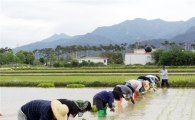 곡성군, 발아현미 원료곡 품종별 시험포 손모내기 실시