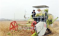 김생기 정읍 시장,  맥류전용수확기로 청보리 수확