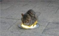 만렙 고양이 소환 "불빛에 휩싸인 마법사 고양이"