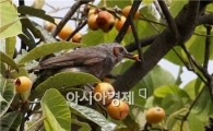 [포토]직박구리 점심식사