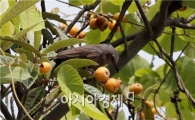 [포토]달콤한 비파로 식사하는 직박구리